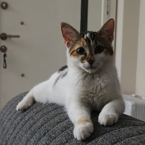 5.5 aylık dişi kısır fotoğraf