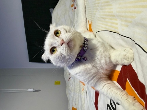 İYİ HUYLU ASİL ÇOCUK fotoğraf