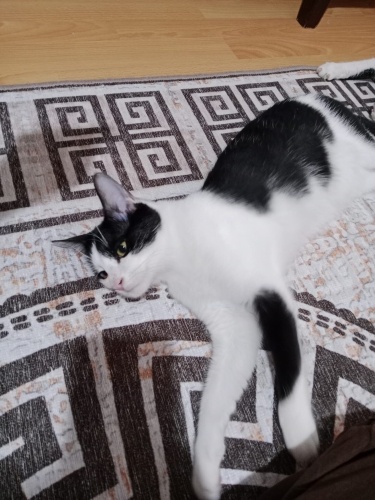 Henüz iki aylık fotoğraf