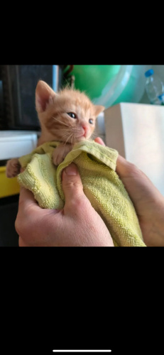 Sarman yavru kedi fotoğraf