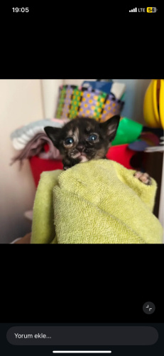 Yavru kedi tekir fotoğraf