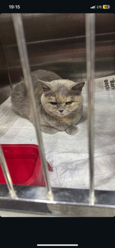 Bristh kedi kisir fotoğraf