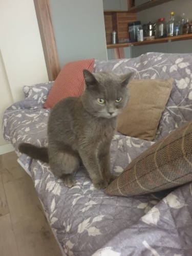 Sokakta çok üzgün halde bulundu fotoğraf