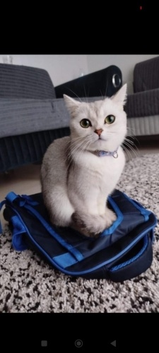 Ela Ömürlük ailesini arıyor fotoğraf