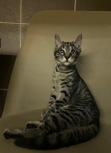 Tekir Yavruya Acil Yuva fotoğraf