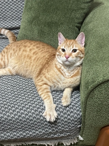 Sarmana Acil Yuva fotoğraf