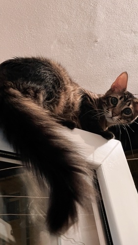 Acil yuva araniyor. fotoğraf