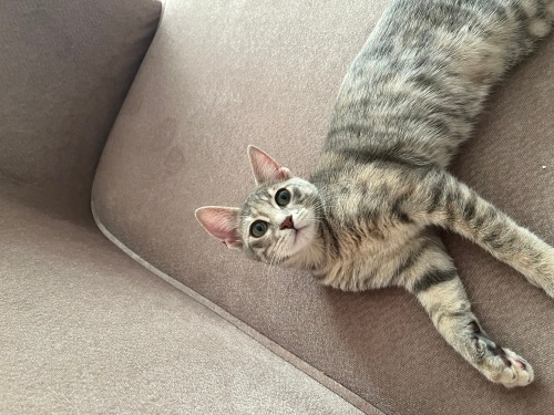 Acil yuva aranmakta. fotoğraf