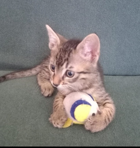 Acil yuva aranıyor fotoğraf