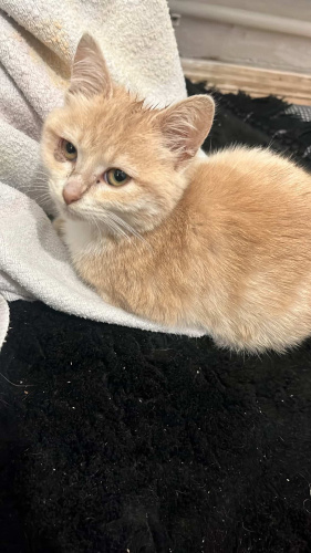 bana yuva olur musun fotoğraf