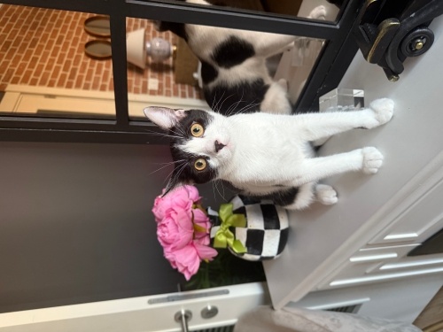 Sevimli duygusal uyumlu fotoğraf