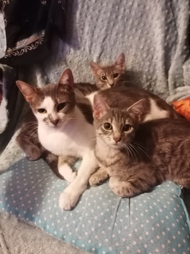 Yavru kedilerim fotoğraf