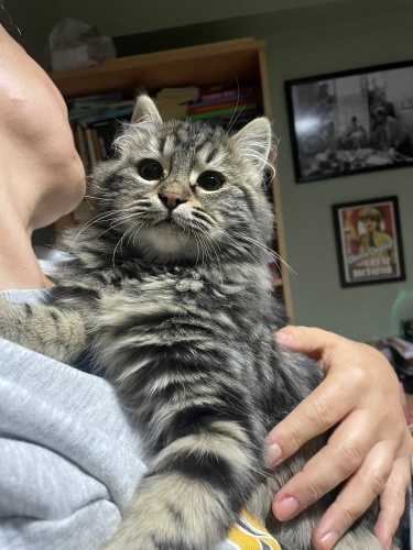 tüy yumağı tüymük yuvasını ariyor fotoğraf