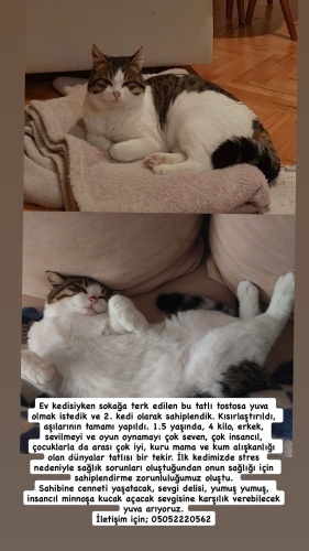 Sevgi Delisi Tostosa Ömürlük Yuva Arıyoruz fotoğraf