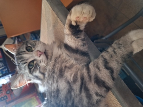 Yumuşacık, sanki oyun hamuru gibi her an sevilmeye,okşanmaya hazır bir güzellik. fotoğraf