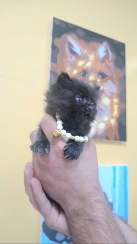 Ücretsiz sahiplenme pofidik tuğlu bombay yavru acil yuva fotoğraf