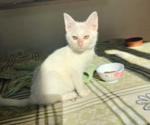 Ücretsiz sahiplenme dünya güzeli Ankara irk yavru fotoğraf