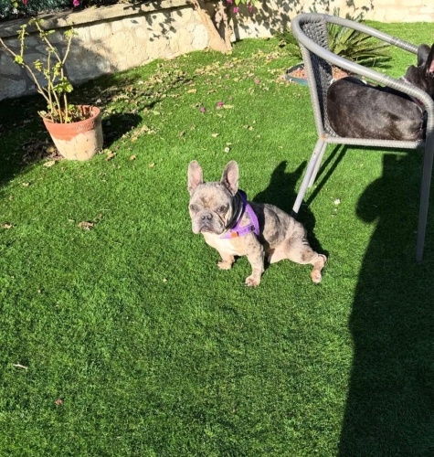 French bulldog oglumuza yuva fotoğraf