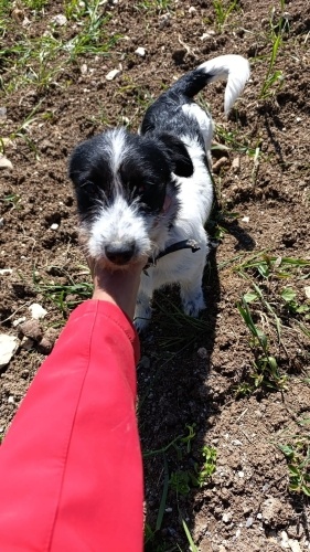Minik, sevgi dolu, cana yakın evde bakılacak küçük ırk yavru terrier fotoğraf