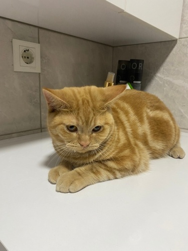 Scottish straight fotoğraf