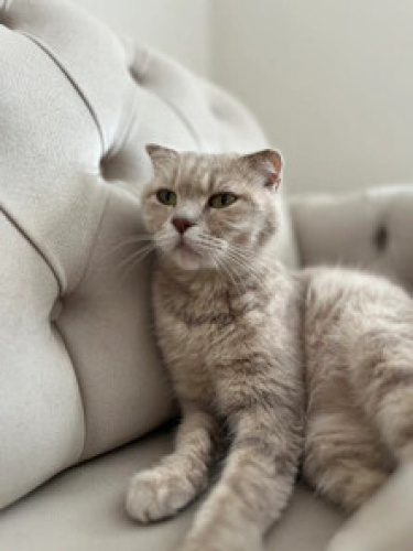 Sokaktan kurtarıldı ACİL fotoğraf