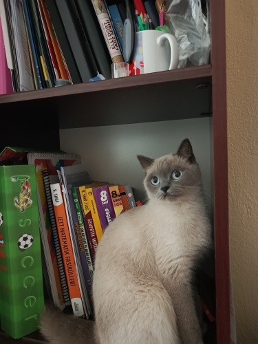 şirin kızımıza yuva arıyoruz fotoğraf