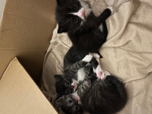 ÜÇ MİNİK YUVA ARIYOR fotoğraf