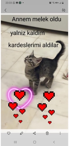 Annesi Ölen Yavru Kediye Acil Yuva fotoğraf