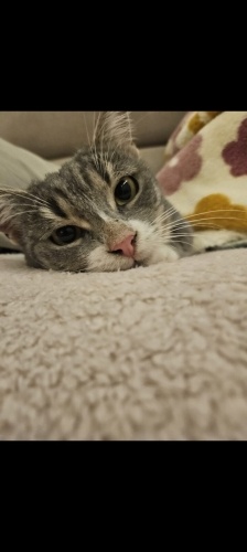 İZMİR SAHİBİ VEFAAT ETTİ .ÖMÜRLÜK YUVASINI ARIYORUZ.BREZİLİAN SCORTHAİR fotoğraf