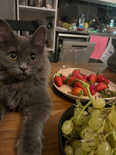 5 AYLIK, UZUN TÜYLÜ, OYUNCU, ERKEK KEDİ fotoğraf