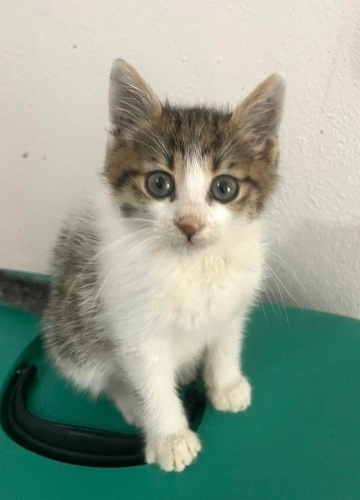 Çeto’ya ömürlük yuva fotoğraf