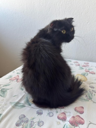 YAVRU SCOTTİSH KIZ YUVA ARIYOR fotoğraf