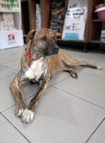 Çok sever çok korur 🐾😇❣️ fotoğraf