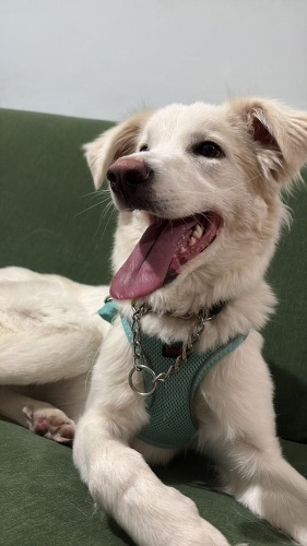 BORDER COLLİE MELEZİ AŞILI VE KISIR‼️ fotoğraf