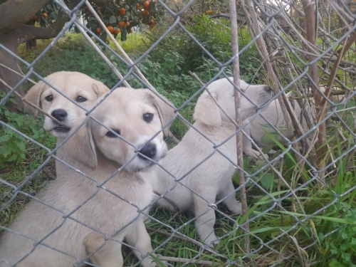 Ücretsiz sahiplenme pofidik yavru kardeşler acil yuva fotoğraf