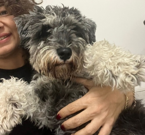 Ücretsiz sahiplenme pofidik terrier acil yuva fotoğraf