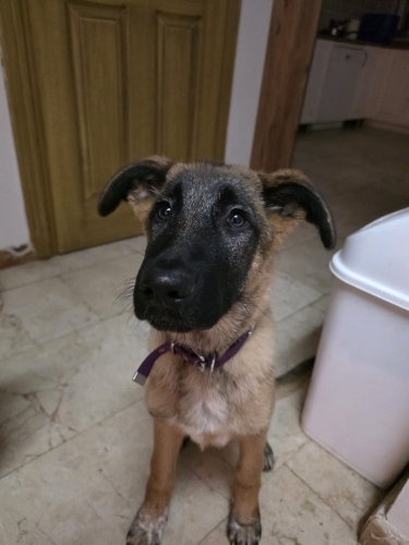 Kurt 4 aylık yuva arıyoruz fotoğraf