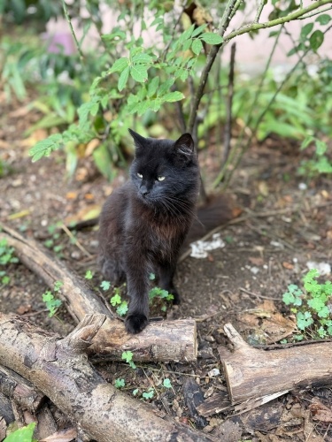 AZAT YUVA ARIYOR fotoğraf