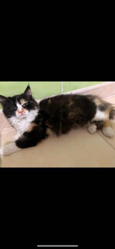 Sıcak kanlı temas bagımlısı tek başına uyumaz fotoğraf