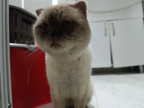 Sokakta bulduğumuz kedi fotoğraf