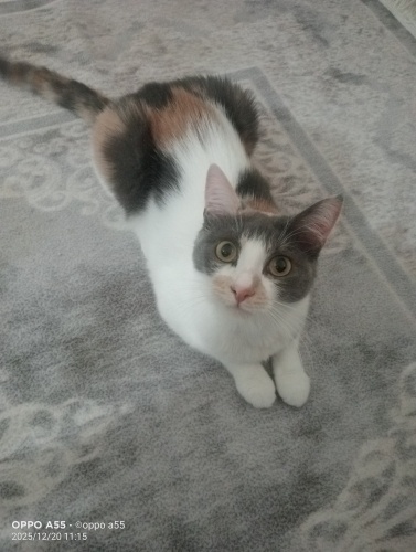 Uysal cana yakın sakin fotoğraf