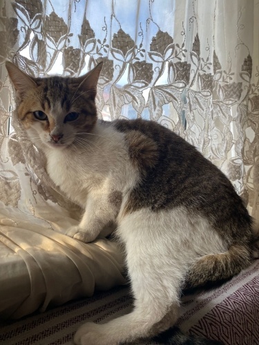 Balıkesir içi acil yuva fotoğraf