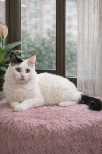 PERİ YUVA ARIYOR fotoğraf