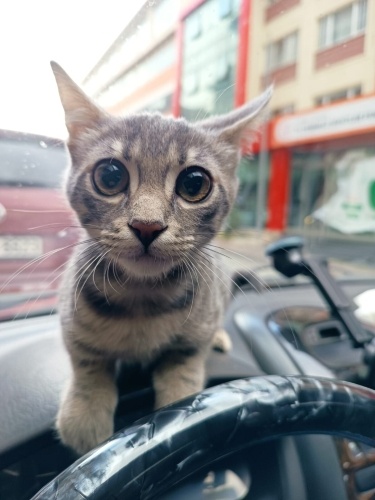 Sevimli şirinemize ömürlük yuva fotoğraf