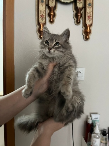 Ömürlük yuva arıyoruz fotoğraf