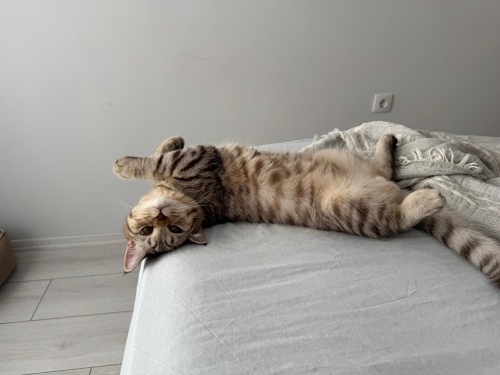 COK SEVECEN UYSAL fotoğraf