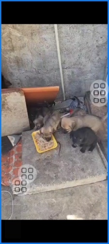 Yavru köpeklerimiz yuva ariyoruz fotoğraf