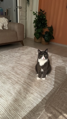 Bristish ve Ankara kırması 3 yaş smokin kedi fotoğraf