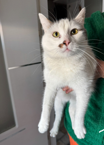 8-9 aylık Kısır Erkek Uysal oğluş huzurlu mutlu evini arıyor 💜 fotoğraf