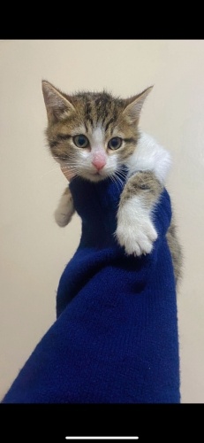 3aylık kızımıza yuva arıyoruz fotoğraf